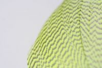 Mallard Flank Dyed Chartreuse