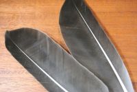 Greylag Goose Secondary Wing Quills