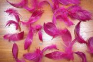 Mallard Medium Flank  Dyed Magenta
