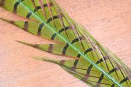 Cock Pheasant Tails Dyed Chartreuse