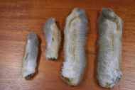 Snowshoe Rabbit Feet Medium Dun