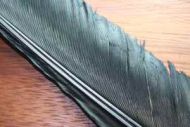 Turkey Biot Quills Black