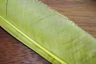 Turkey Biot Quills Light Olive