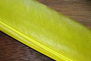 Turkey Biot Quills Yellow