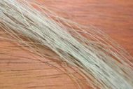 Horse Tail Hair Blue Dun