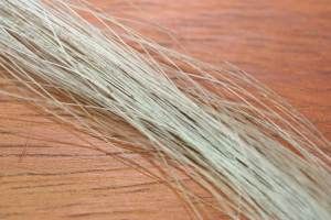 Horse Tail Hair Blue Dun