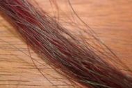 Horse Tail Hair Claret