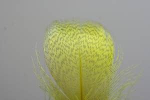 Grey Drake Breast Yellow