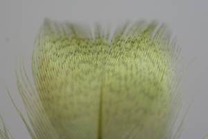 Grey Drake Breast Olive