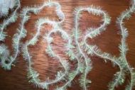 Cactus Chenille Medium Pearl