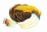 Golden Pheasant Head Natural 1st Quality