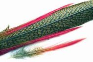 Golden Pheasant Tail Natural