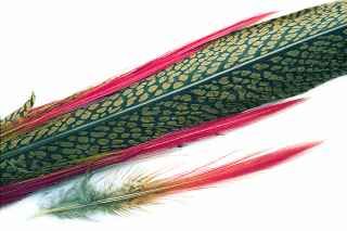 Golden Pheasant Tail Natural