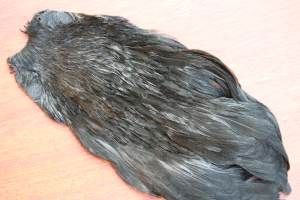 Indian Hen Cape Dyed Black