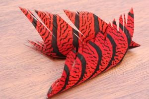 Lady Amherst Pheasant Red