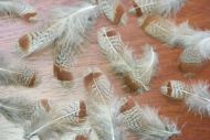 English Grey Partridge Barred Flank