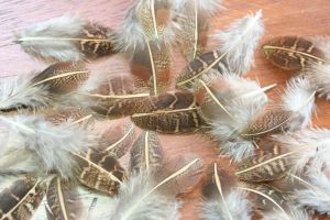 English Grey Partridge Shoulder And Covert Feathers