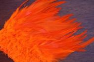 Strung Cock Saddle Hackles Orange