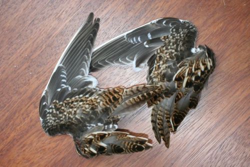 Snipe Wings