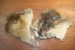 Muskrat Skin Patch