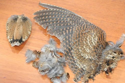 Woodcock Wings