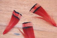 Golden Pheasant Tippets Red