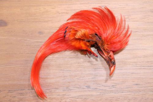 Golden Pheasant Topping Crest Orange