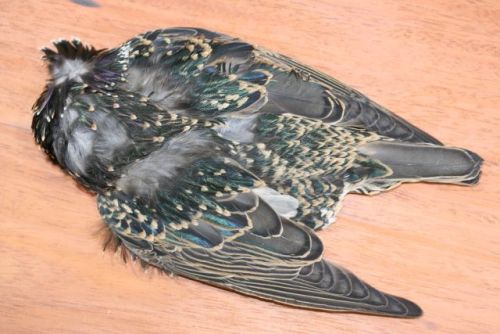 Starling Whole Skin