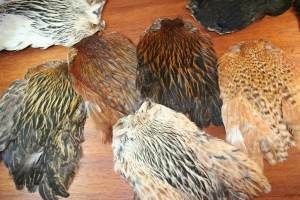 Indian Hen Cape Silver Badger