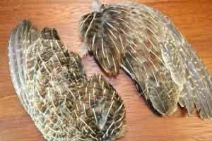 English Grey Partridge Wings 