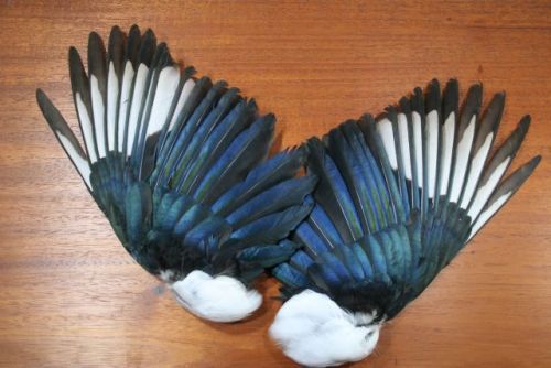 Magpie Wings