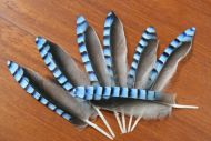 Jay Blue Wing Feathers 10pkt
