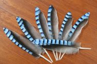 Jay Blue Wing Feathers 10pkt