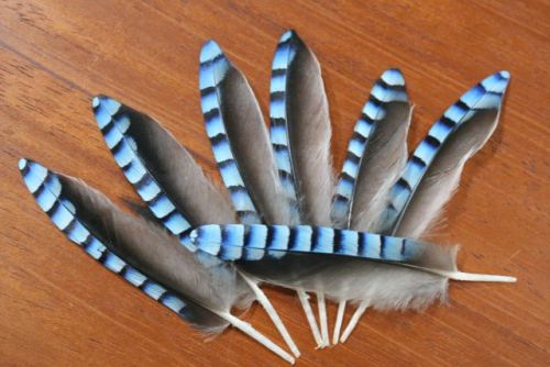 Jay Blue Wing Feathers 10pkt