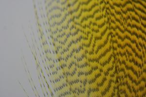 Mallard Flank Dyed Picric Yellow