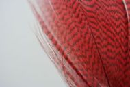 Mallard Flank Dyed Red