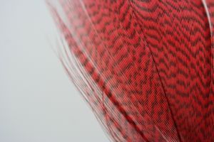 Mallard Flank Dyed Red