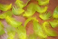 Mallard Medium Flank Dyed Flo Yellow