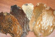 5 Indian Hen Capes