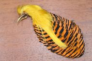 Golden Pheasant Head Natural 1st Quality