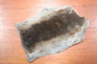 Common Shrew Whole Skin