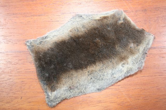 Common Shrew Whole Skin