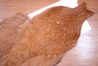 Whiting 4B Hen Cape Dyed Brown