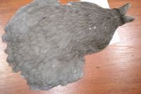 Whiting 4B Hen Cape Dyed Dark Dun