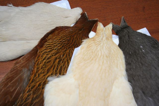 Whiting 4B Hen Capes