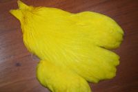 Lathkill Genetic Hen Cape Yellow