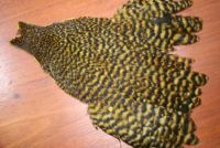 Lathkill Genetic Hen Cape Grizzle Dyed Golden/Brown Olive
