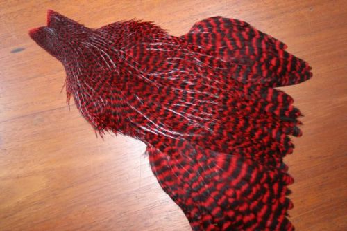 Lathkill Genetic Hen Cape Grizzle Dyed Red