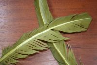 Lathkill Goose Wing Quills Dyed Olive