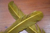 Lathkill Goose Wing Quills Dyed Brown Olive